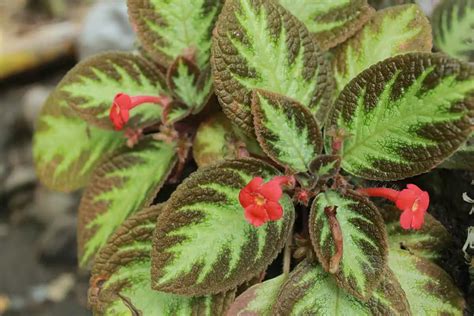 How to Grow and Care for Episcia Cupreata: The Vibrant Flame。